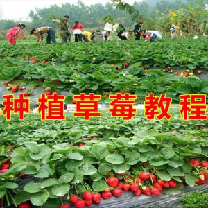 草莓种植技术全套视频教程大全科学培训方法经验大棚栽培教程资料-婷好淘宝虚拟货源