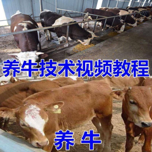 养牛养羊视频教程疾病防治挤奶牛场建设放牧饲养猪技术全套发育-婷好淘宝虚拟货源
