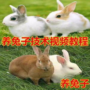 养兔子技术自学全套视频教程大全兔子养殖教程学畜牧养殖视频教程-婷好淘宝虚拟货源