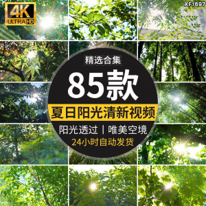 4K夏日阳光透过树叶森林空境升格大自然唯美清新绿叶实拍视频素材-婷好淘宝虚拟货源